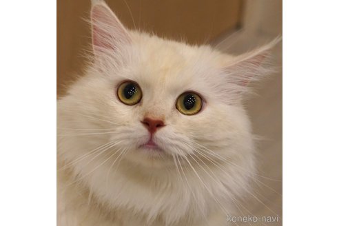 みりんちゃん1枚目